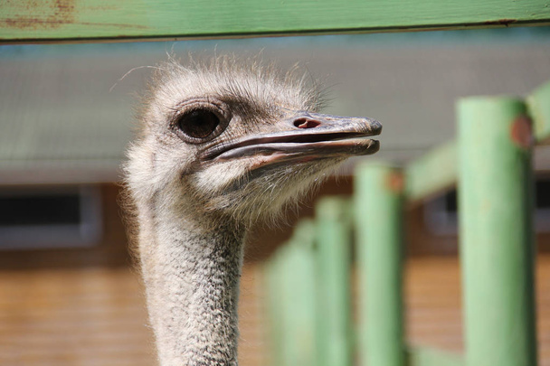 Wild african ostrich on a rural farm - Fotó, kép