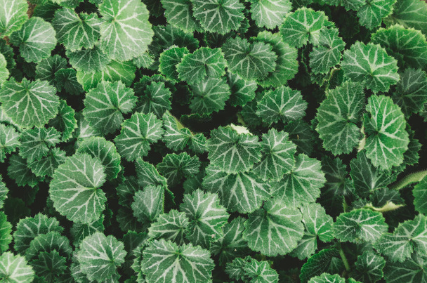 jardinería hojas verdes fondo, marco completo
 - Foto, imagen