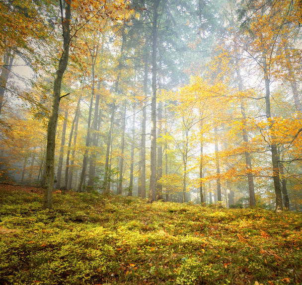 Красивые цветные осенние листья в лесном пейзаже
 - Фото, изображение