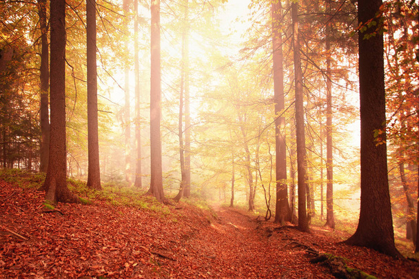Sunny colorful fall season woods with path - Φωτογραφία, εικόνα