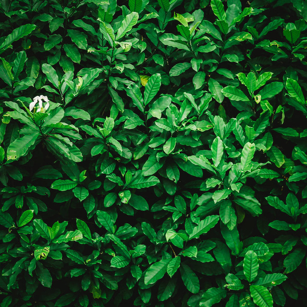 rostoucí keř zelené listy pozadí, plný rám - Fotografie, Obrázek