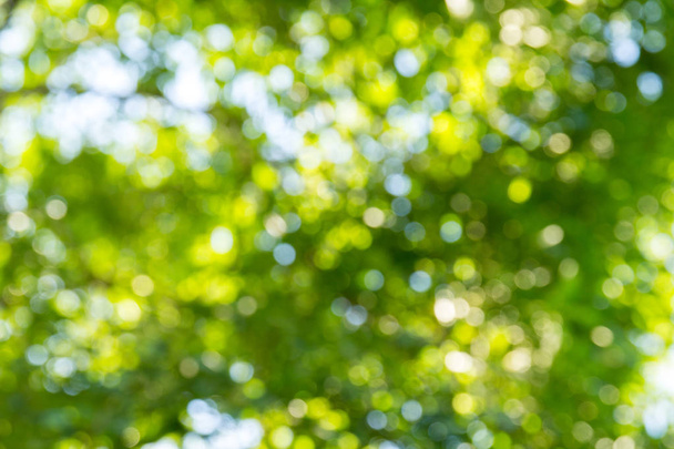 Naturalny zielony bokeh abstrakcyjne tło - Zdjęcie, obraz