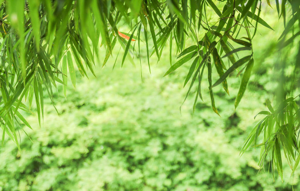 Bokeh desenfocado verde natural con hojas verdes de fondo
 - Foto, Imagen