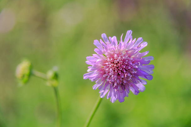 Knautia arvensis. Scabiosa. Flower pin cushion. Pink flower close up and green bokeh behind. Selective focus, shallow DOF. - Photo, Image