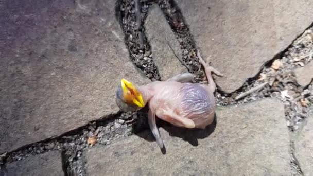 Bébé oiseau transparent sans plumes avec un bec jaune, tombé du nid au sol en pierre
 - Séquence, vidéo