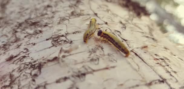 green caterpillars with black dots crawling along a birch trunk, close-up. - Footage, Video
