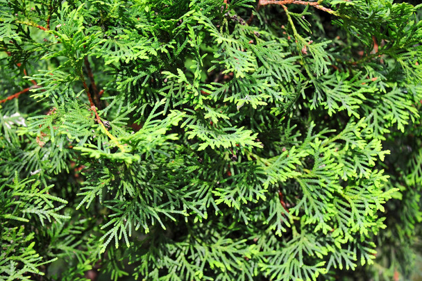 Green Chamaecyparis plant - Photo, Image