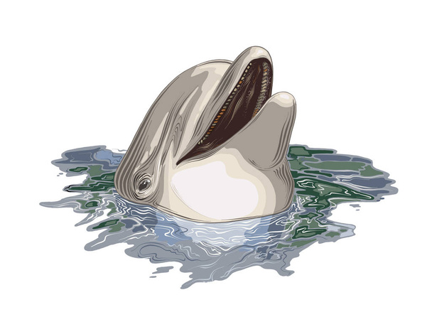 Vektorzeichnung eines Delfins in Farbe, isoliert auf weißem Hintergrund. Grafische Illustration, Handzeichnung. Zeichnung für Plakate, Dekoration und Druck. Vektorillustration - Vektor, Bild