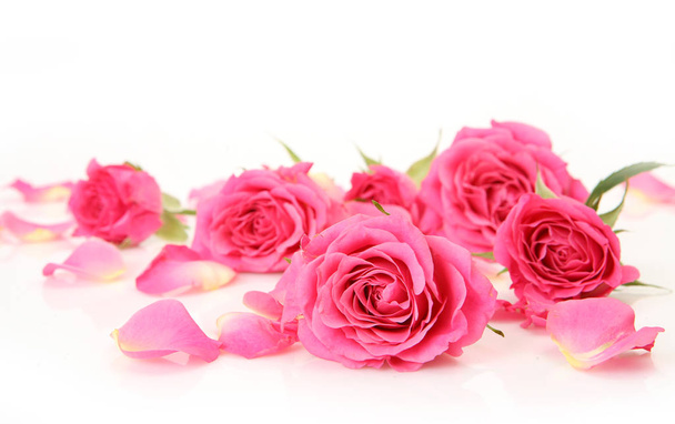 pink roses and petals on white background - Foto, afbeelding