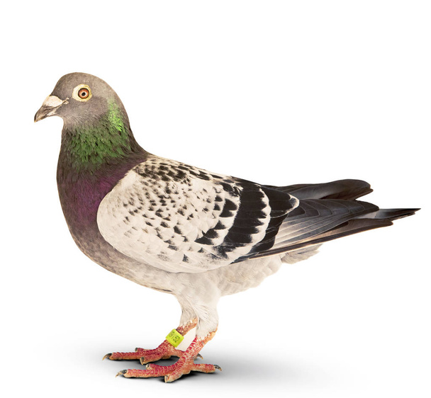 full body of speed racing pigeon bird standing isolate white bac - Photo, Image
