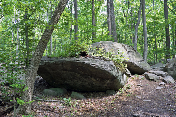 Boulders on Trail - Фото, зображення