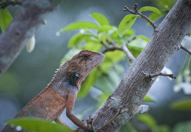 Chameleon lizard on tree. - Foto, imagen