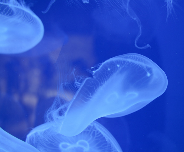 denizanası - Fotoğraf, Görsel