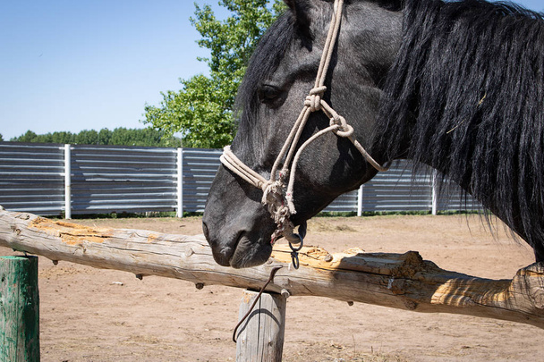 portrait de cheval asiatique, jeune étalon sur la ferme, rancho
 - Photo, image