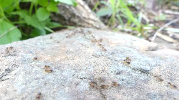 De nombreux termites marchent sur de grands rochers dans la forêt
. - Séquence, vidéo