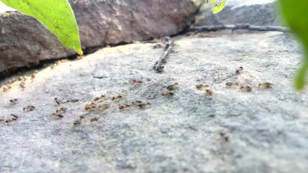 Veel termieten lopen op grote rotsen in het bos. - Video