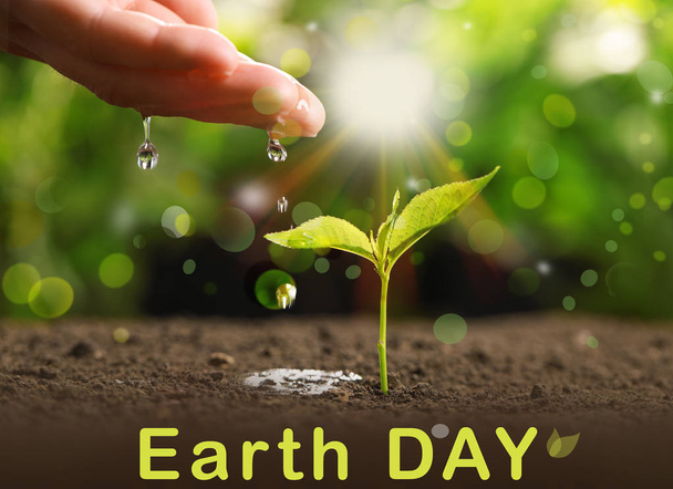 Woman pouring water on young seedling in soil against blurred background, closeup. Earth Day - Foto, Imagem