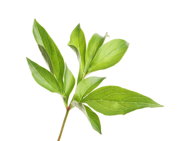 Fresh green peony leaves isolated on white - Foto, Imagem