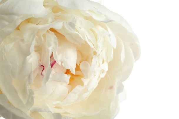 Beautiful fresh peony flower on white background, top view - Фото, изображение