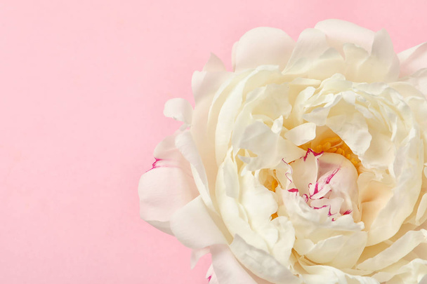 Beautiful fresh peony flower on color background, top view with space for text - Foto, immagini