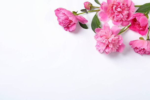 Beautiful peony flowers on white background, top view - Фото, изображение