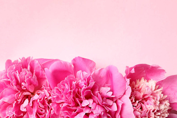 Beautiful peonies on color background, flat lay with space for text - Valokuva, kuva