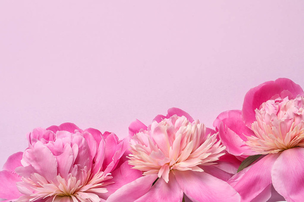 Beautiful peonies on color background, flat lay with space for text - Fotoğraf, Görsel