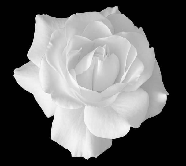 Kirkas korkea avain yksivärinen ruusu kukka makro musta takaisin
 - Valokuva, kuva