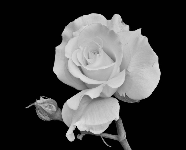 απομονωμένο λευκό άνθος τριαντάφυλλο και μπουμπούκι σε μαύρο φόντο - Φωτογραφία, εικόνα