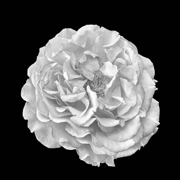 Μονόχρωμο λευκό τριαντάφυλλο ανθίσει μακροεντολή σε μαύρο φόντο - Φωτογραφία, εικόνα