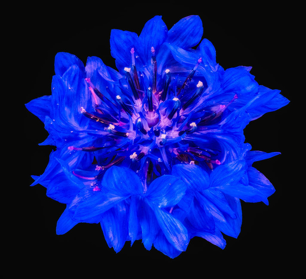 isolated dark blue cornflower blossom macro on black background - Foto, imagen