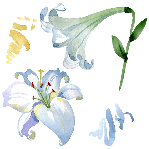 White lily floral botanical flowers. Wild spring leaf wildflower isolated. Watercolor background illustration set. Watercolour drawing fashion aquarelle. Isolated lilies illustration element. - Foto, Bild