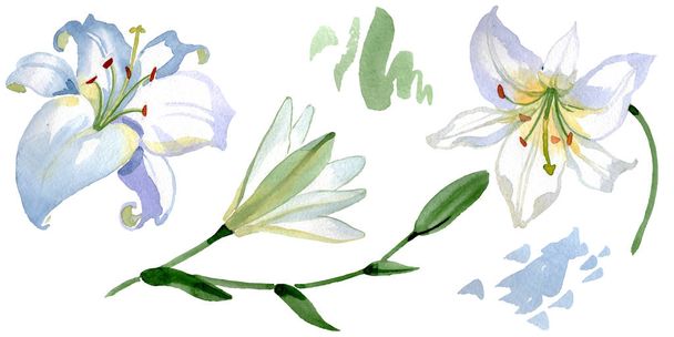 Valkoinen lilja kukka kasvitieteellinen kukkia. Villi kevään lehti luonnonvarainen kukka eristetty. Vesiväri tausta kuvitussarja. Vesiväri piirustus muoti akvarelli. Eristetty liljat kuva elementti
. - Valokuva, kuva