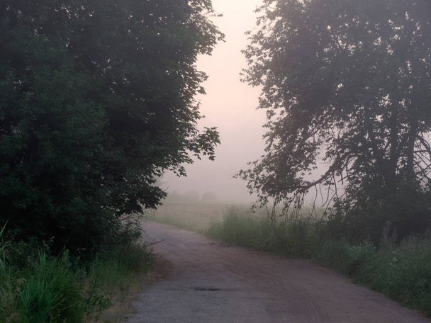 ventana del arco de los árboles. niebla al amanecer
 - Foto, Imagen