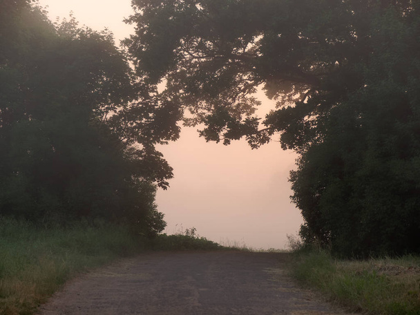 okno łuku drzew. mgła o świcie - Zdjęcie, obraz