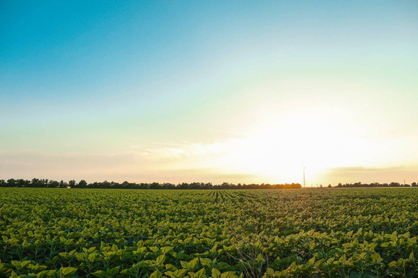 日没時の緑のヒマワリ畑、テキストのためのスペース。農業 - 写真・画像