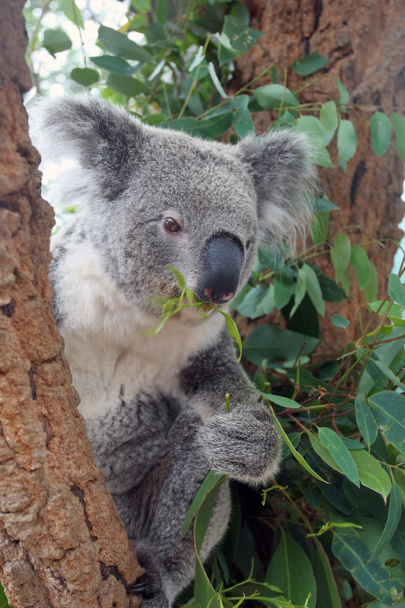 オーストラリア - 野生のコアラ - 写真・画像