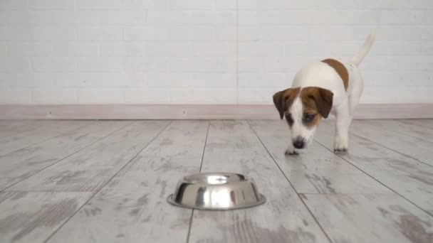 Dog eating food from bowl - Footage, Video
