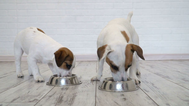 Kaksi koiraa syö ruokaa kulhosta.
 - Materiaali, video