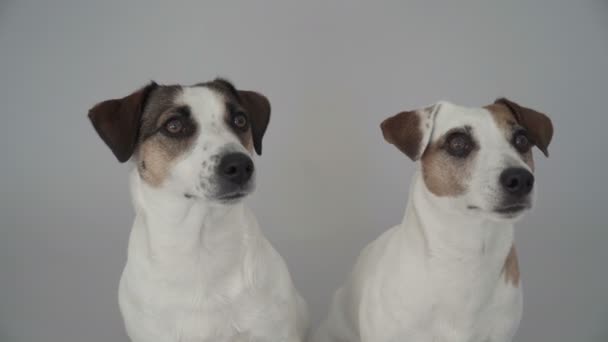 Δύο σκυλιά κάθονται στο σπίτι - Πλάνα, βίντεο