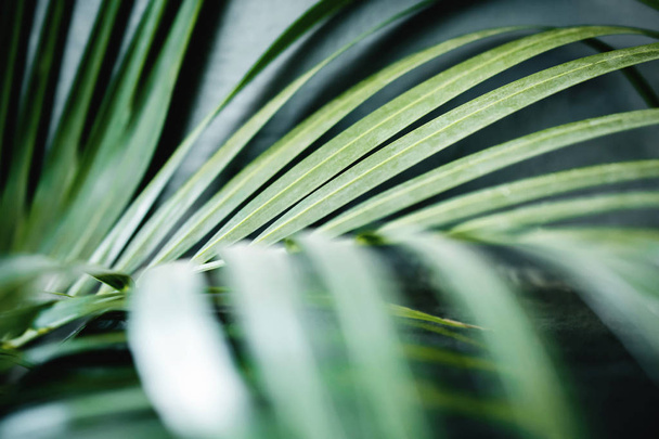 Yaz Işığında Areca Palmiye Yaprağı. Foliage'ı kapatın. Tropikal Botanik Ağacı. Seçici Odak - Fotoğraf, Görsel