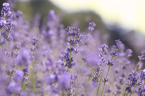 Field of lavender flowers. Natural background - Foto, imagen