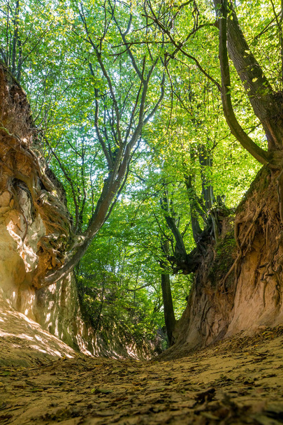 "Коренева ущелина "біля Казимир-Дольний, Польща, Європа. Популярне місце для туристів. - Фото, зображення