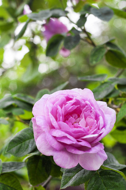 Роза Соролистна (Rose des Peintres) квітка крупним планом на зелений сад - Фото, зображення