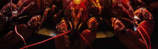 panoramic shot of red lobsters at wooden surface - Photo, Image