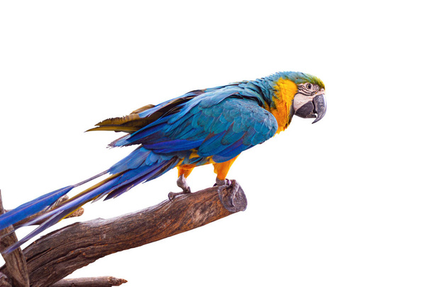 Pájaro Guacamayo azul y amarillo de pie sobre ramas  - Foto, Imagen