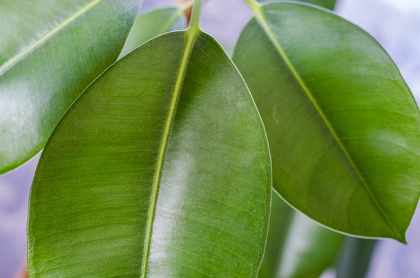 ficus leaves close up - Фото, изображение