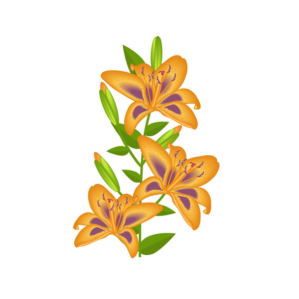 Цветок Лили для украшения изолированы
 - Вектор,изображение