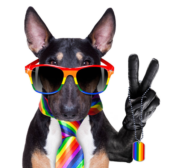 gay pride dog - Photo, image