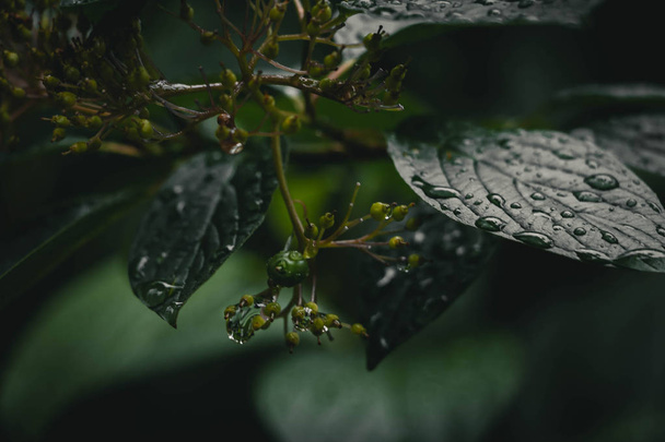 Kümeler bahçede meyve yeşil mürver yakın - Fotoğraf, Görsel